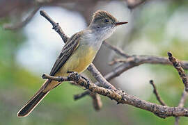 Swainson's Flycatcher