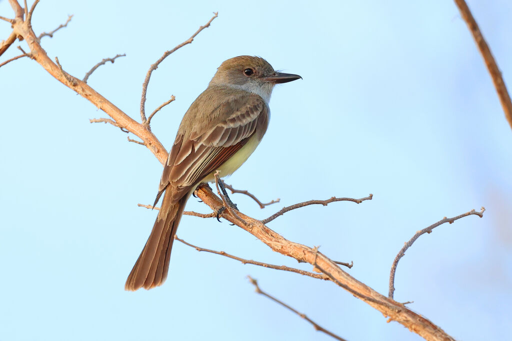 Brown-crested Flycatcher