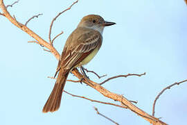 Brown-crested Flycatcher