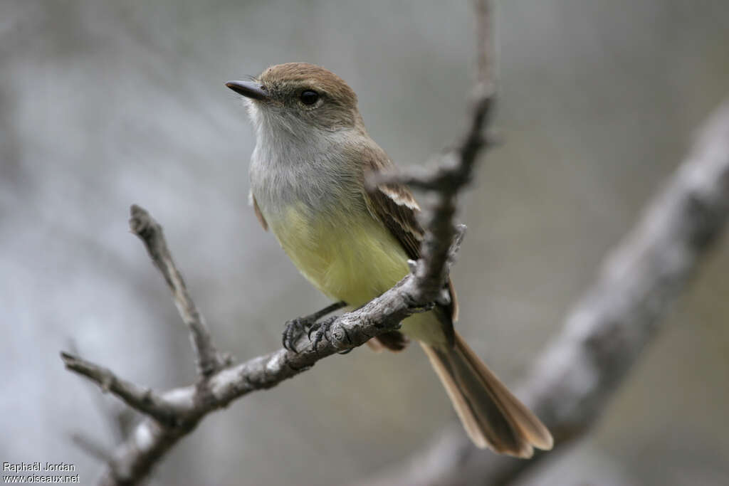 Tyran des Galapagosadulte, identification