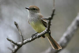 Galapagos Flycatcher