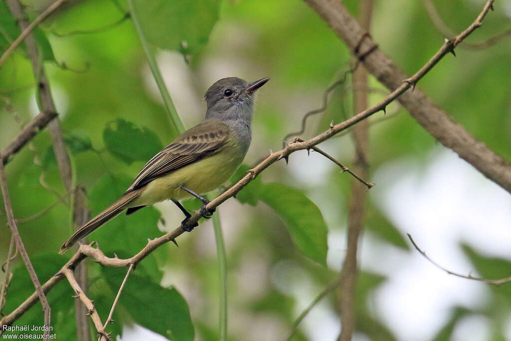 Panama Flycatcheradult, identification