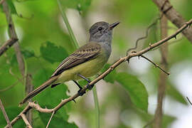 Panama Flycatcher