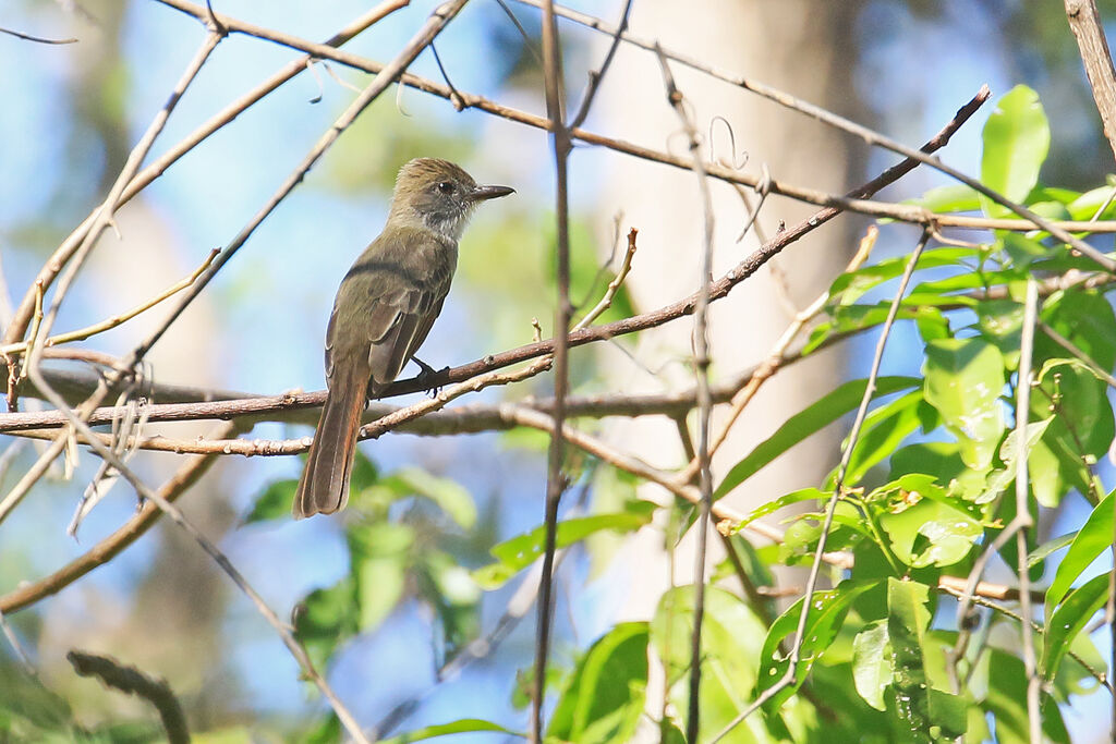 Venezuelan Flycatcher