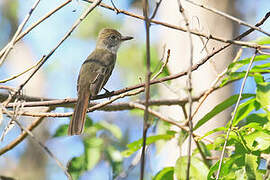 Venezuelan Flycatcher