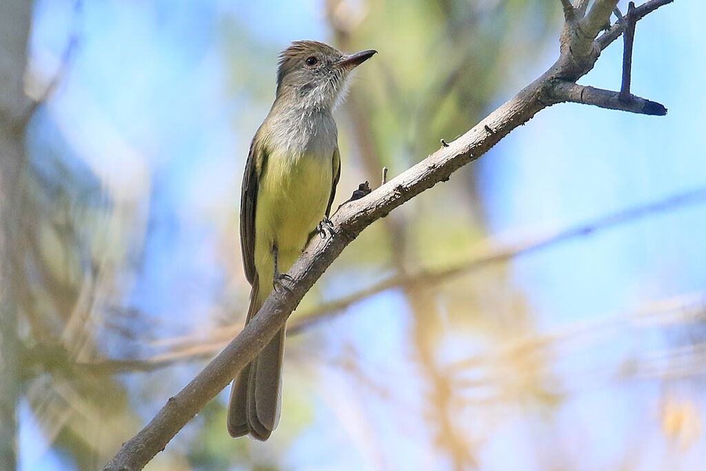 Venezuelan Flycatcher