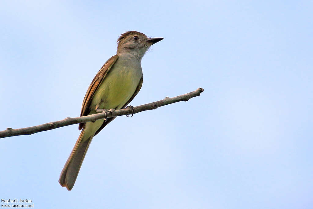 Yucatan Flycatcher