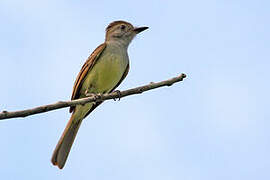 Yucatan Flycatcher