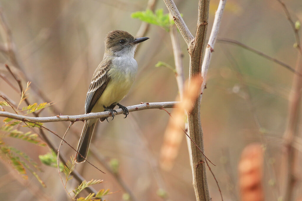 Short-crested Flycatcheradult