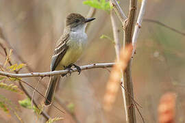 Short-crested Flycatcher