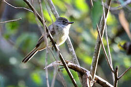 Flammulated Flycatcher