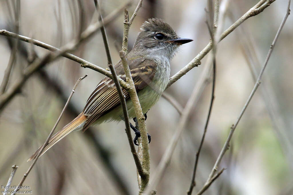 Flammulated Flycatcheradult, identification