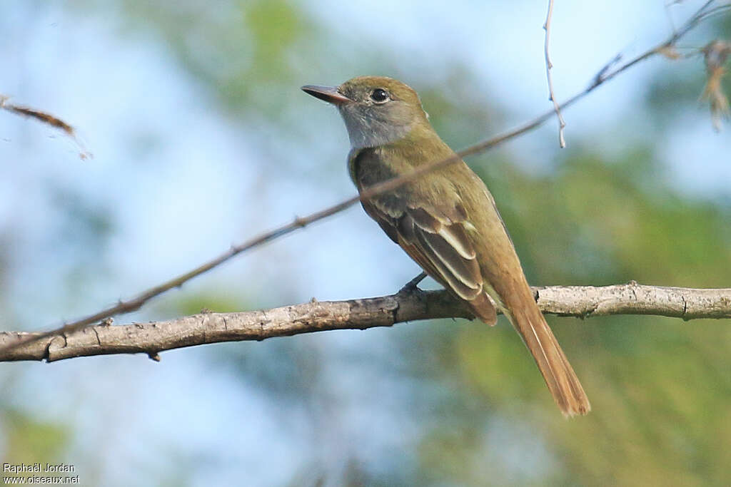 Great Crested Flycatcheradult post breeding, identification