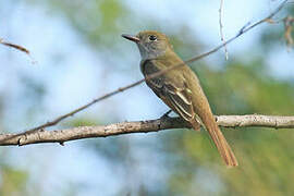 Great Crested Flycatcher