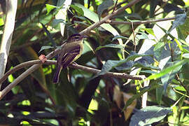 Large-headed Flatbill