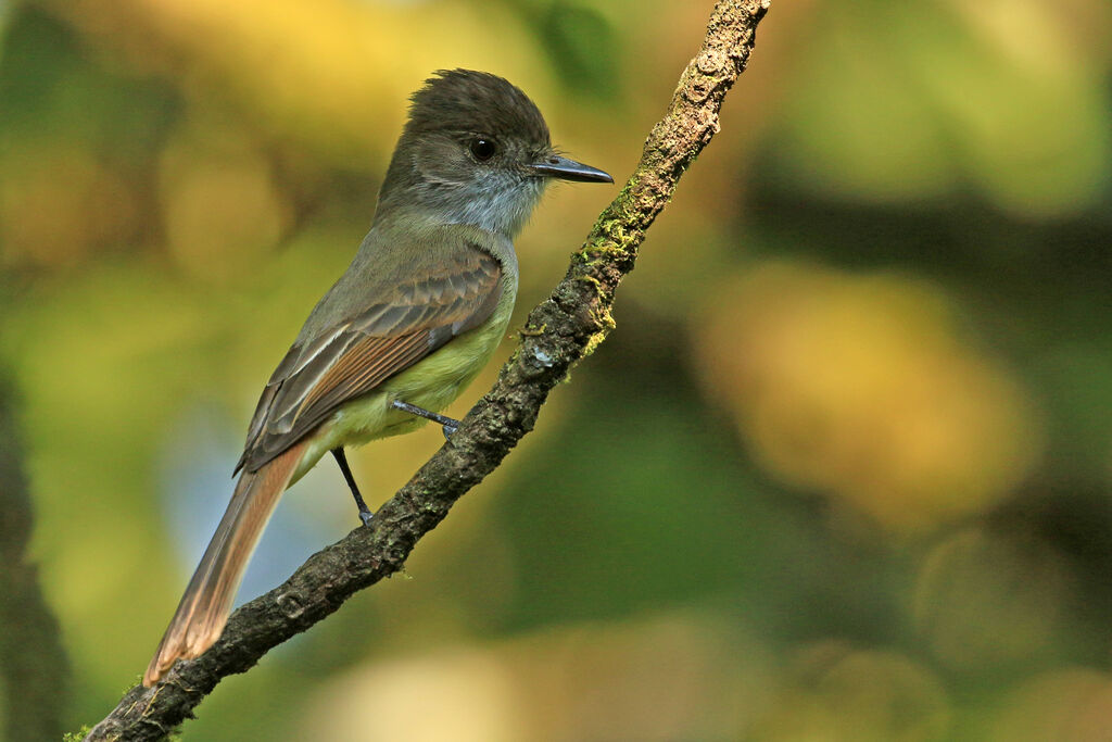 Dusky-capped Flycatcheradult