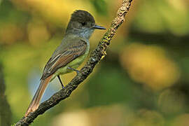 Dusky-capped Flycatcher