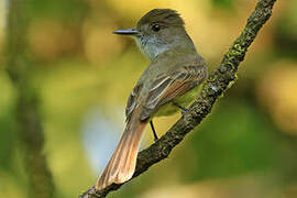 Dusky-capped Flycatcher