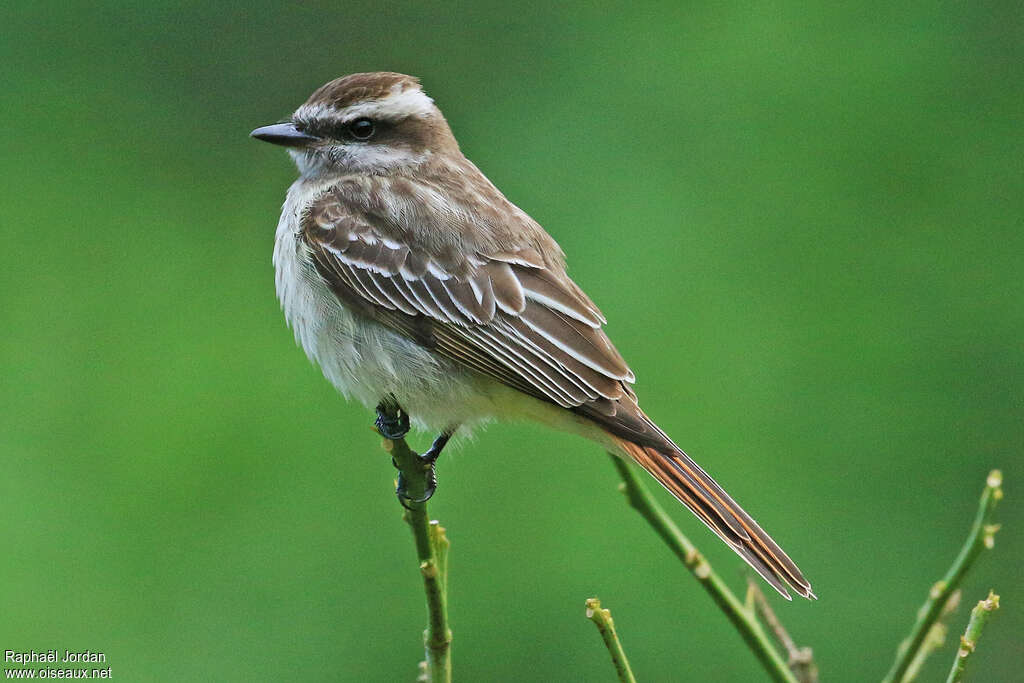 Variegated Flycatcheradult, identification