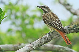 Sulphur-bellied Flycatcher