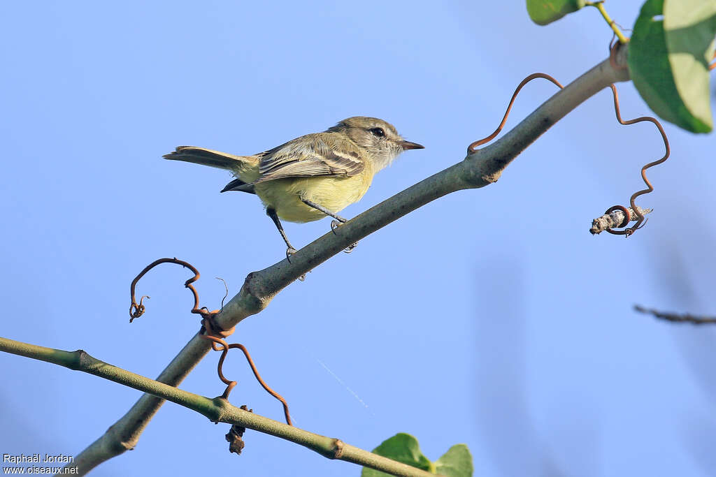 Slender-billed Ineziaadult, identification