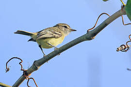 Slender-billed Inezia