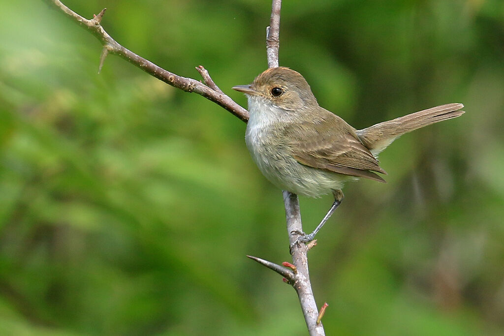 Tyranneau à calotte fauve