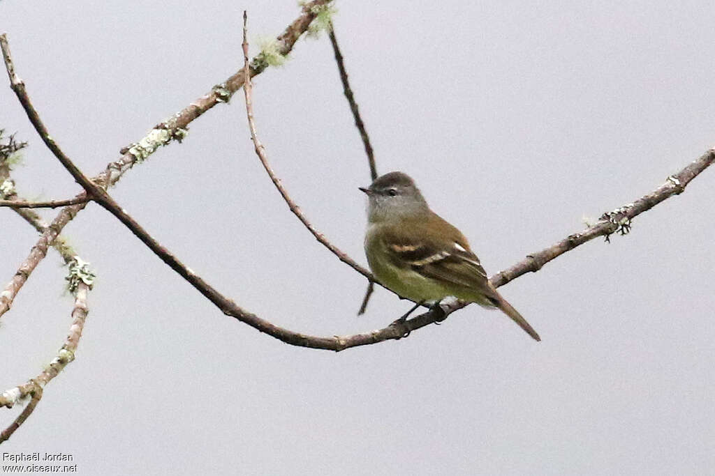 Tyranneau à croupion fauveadulte, identification