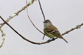 Tawny-rumped Tyrannulet