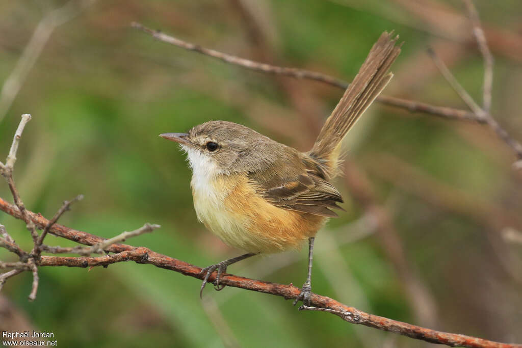 Rufous-sided Pygmy Tyrantadult, identification