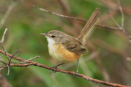 Rufous-sided Pygmy Tyrant