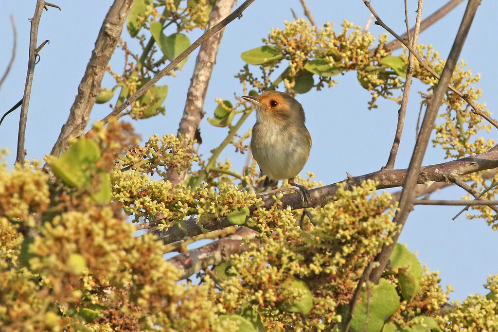 Fulvous-faced Scrub Tyrantadult