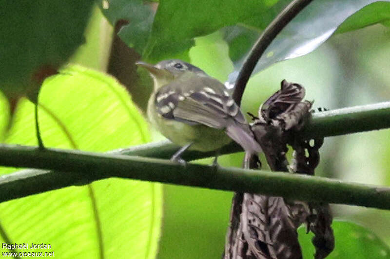 Spectacled Bristle Tyrant