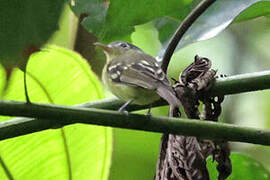 Spectacled Bristle Tyrant