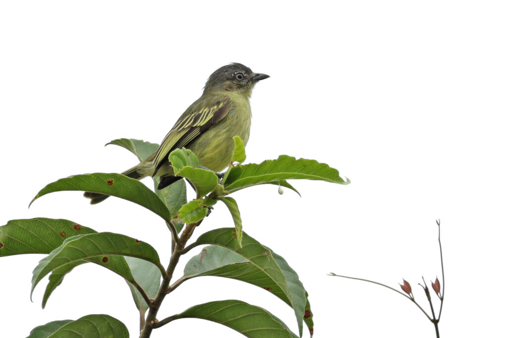 Tyranneau à petits piedsadulte