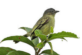 Slender-footed Tyrannulet