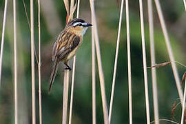 Sharp-tailed Grass Tyrant