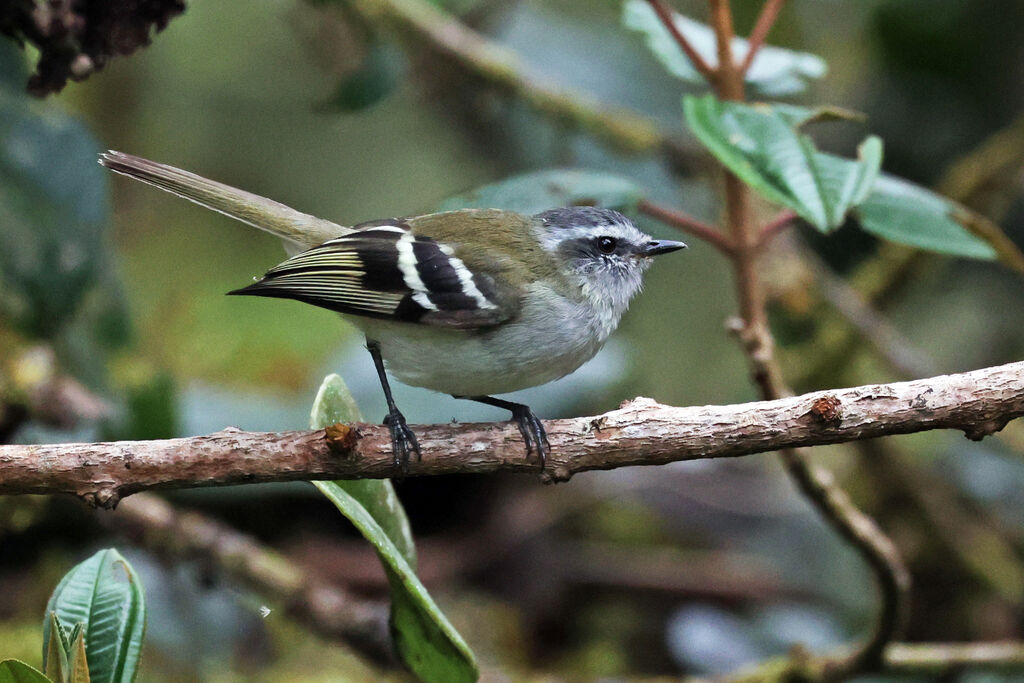 White-banded Tyrannuletadult