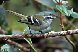 White-banded Tyrannulet