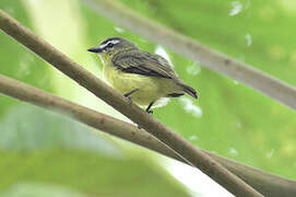 Brown-capped Tyrannulet