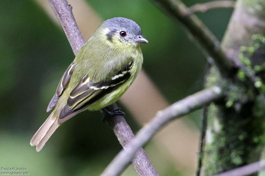 Tyranneau à tête cendréeadulte, identification