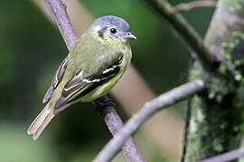 Ashy-headed Tyrannulet