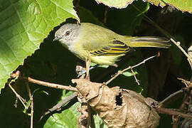 Grey-capped Tyrannulet