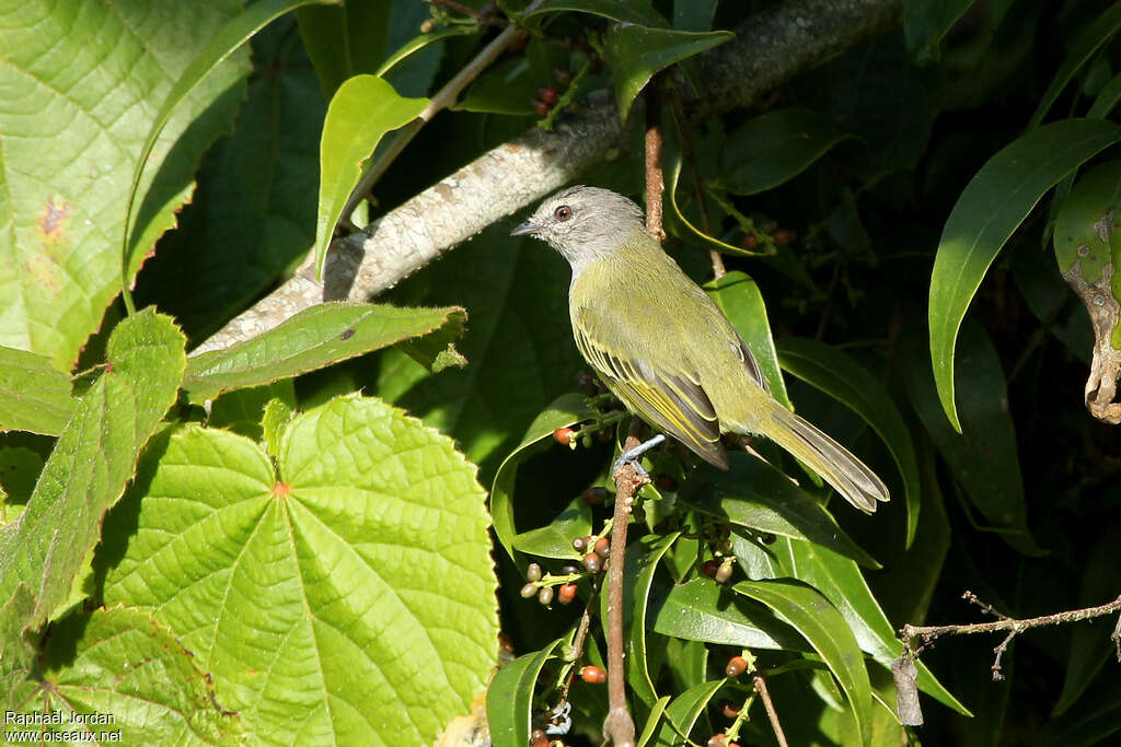 Grey-capped Tyrannuletadult