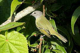 Grey-capped Tyrannulet