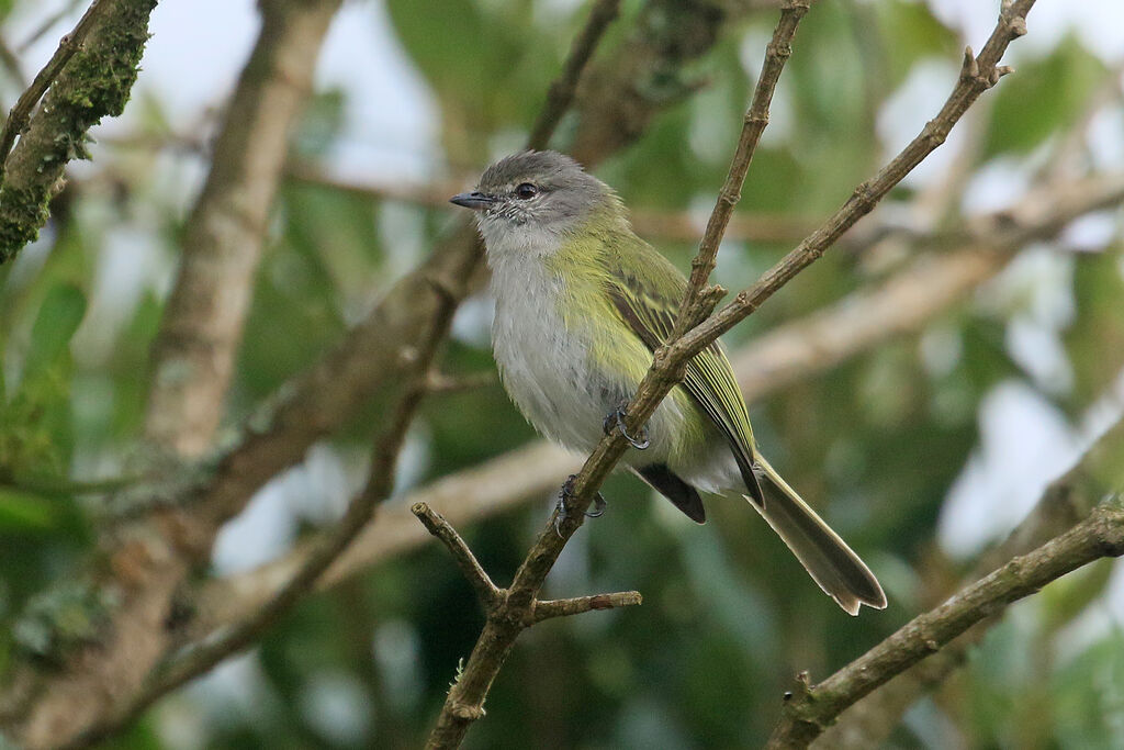 Grey-capped Tyrannuletadult