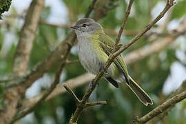 Grey-capped Tyrannulet