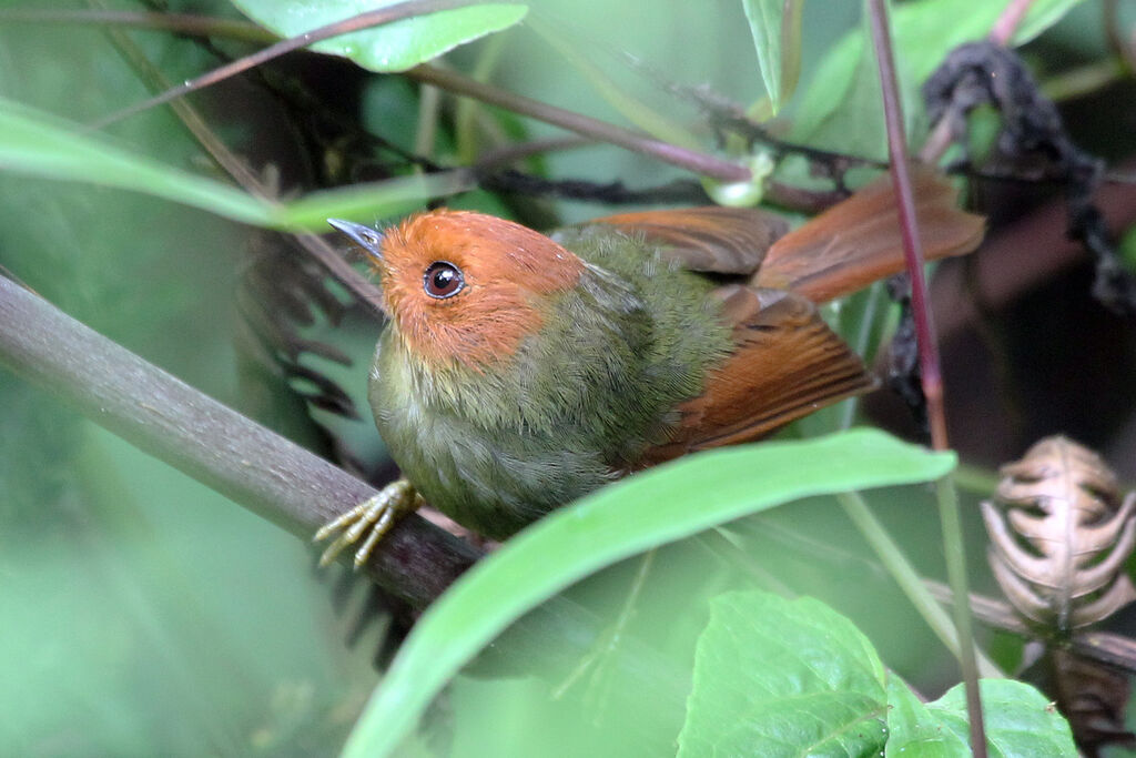 Rufous-headed Pygmy Tyrantadult