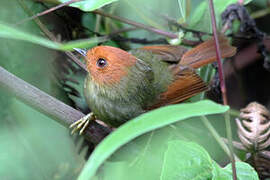 Rufous-headed Pygmy Tyrant