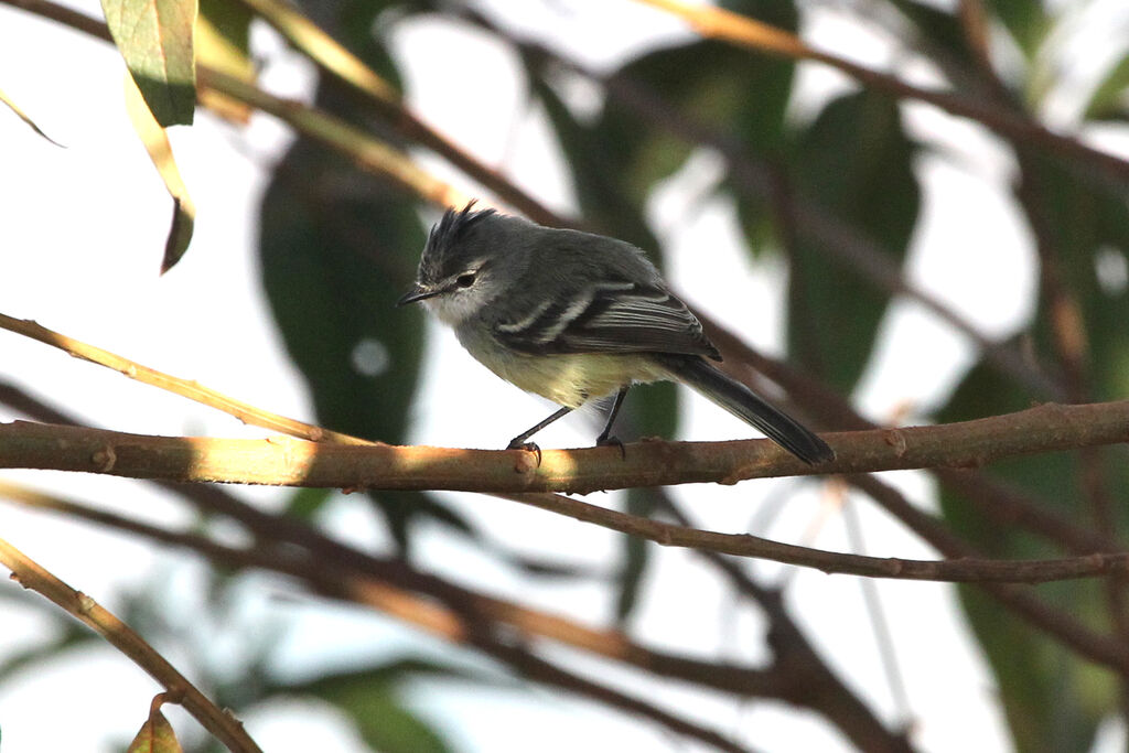 White-crested Tyrannulet